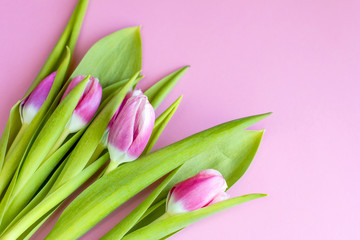 Pink tulips. Bouquet of flowers on a pink background. Spring festival.