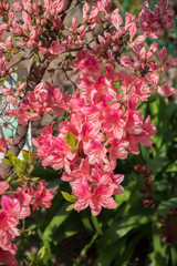 pink flowers in the garden