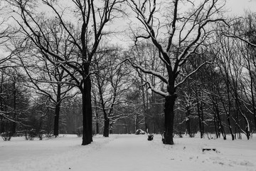 Winter landscape with a road through the park