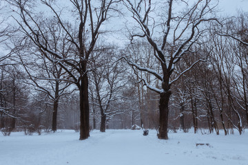 Fototapeta na wymiar Winter landscape with a road through the park