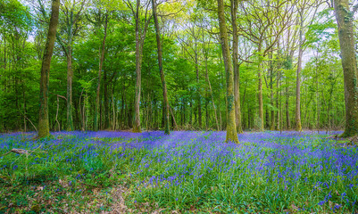 Beautiful spring landscape: blooming wild hyacinths in the spring forest