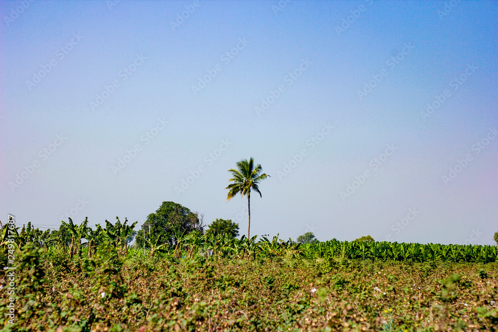 Poster teak tree and blue sky