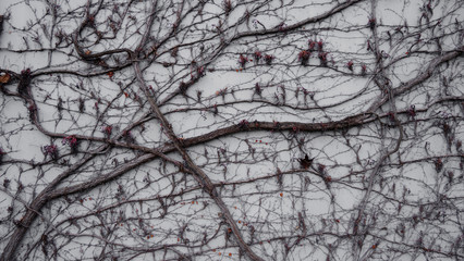 Lierre grimpant sur un mur en hiver