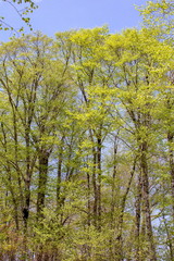 Fototapeta premium 南会津