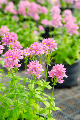 Fototapeta premium beautiful nemesia fruticans flower in flower pot at garden
