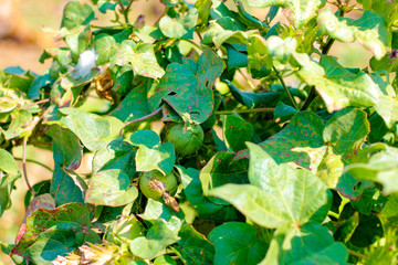 Green cotton field
