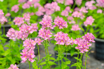 beautiful nemesia fruticans flower in flower pot at garden