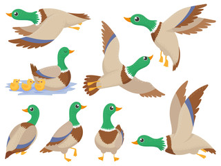 Obraz na płótnie Canvas Wild ducks. Mallard duck, cute flying goose and green headed swimming canard isolated cartoon vector illustration set