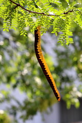Carob tree or Ceratonia siliqua or Saint Johns bread or Locust bean or Locust tree or Carob bush flowering evergreen tree with single partially ripe edible pod surrounded with green leaves on warm sum