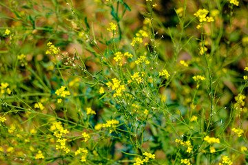 Obraz premium Black mustard field