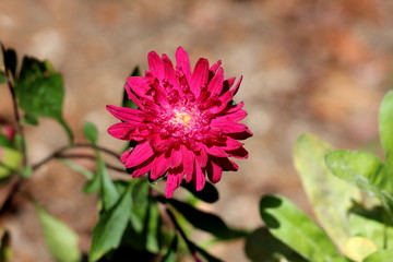 Fototapeta premium China aster or Callistephus chinensis or Annual aster monotypic genus of flowering plant planted in local garden with dense red flower surrounded with green leaves and other garden vegetation on warm 