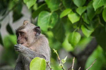 Naklejka na ściany i meble monkey eating in the tree of a jungle in thailand
