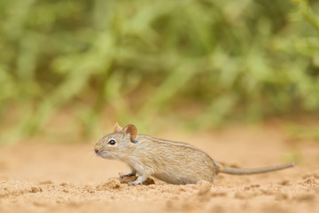 Four-striped Grass Mouse - Rhabdomys pumilio, beautiful small rodent from African bushes and deserts, Walvis Bay, Namib desert, Namibia.