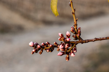 Retoños de floración del almendro capullos de invierno y primavera