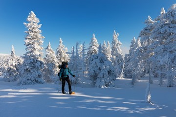 Backcountry skier going up towards a snow covered christmas tree forest on a beautiful sunny day 
Skier skiing downhill during sunny day in high mountains
Winter sport for one background