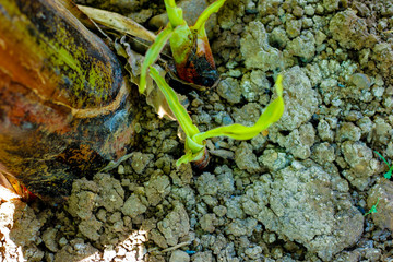 Green Banana field 