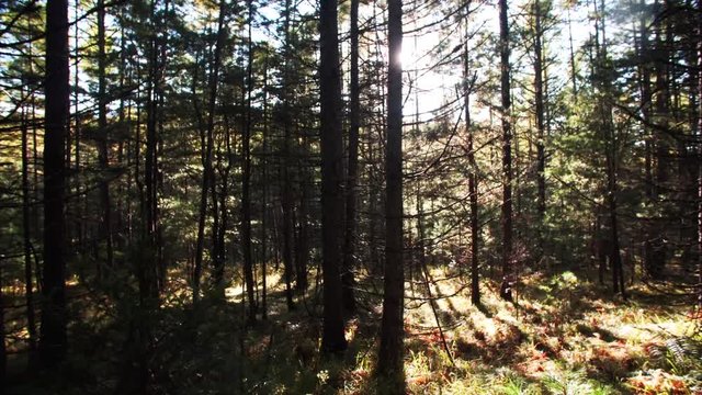 Slider shot: amazing view of autumn forest and bright sun beams seen through the tall trees. Sikhote-Alin Nature biosphere Reserve forest for endangered Siberian tiger founded in 1935. Russia