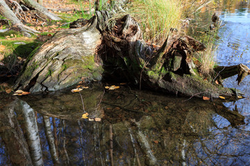 Tree roots decay in water