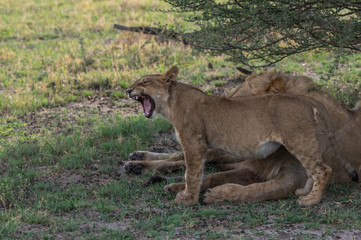 The Savuti Marsh Pride lions roam in the Chobe National Park Botswana.