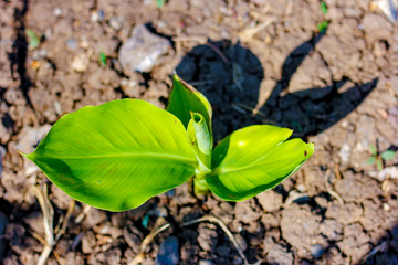 Green Banana field 