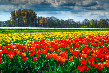 Fototapeta na wymiar Beautiful spring landscape with colorful tulip field in Netherlands, Europe