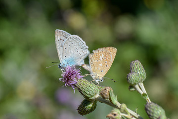 Lycaenidae / Çokgözlü Dafnis / / Polyommatus daphnis