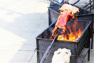 barbecued suckling pig