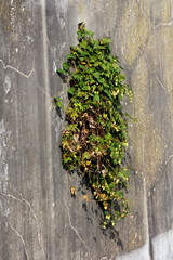 Creeper plant with partially dried leaves growing from old dirty cracked concrete wall opening on warm sunny day