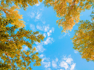 Fototapety  Yellow foliage of trees against the blue sky and clouds. Sunny day. Indian summer.