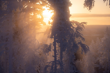 frost and snow covered trees in taiga aka boreal forest at winter against golden sunset witn...