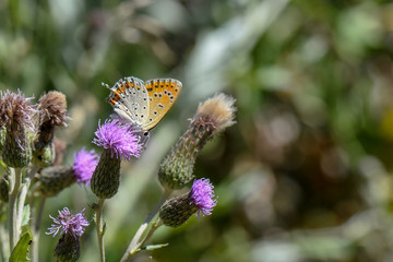 Lycaenidae / Küçük Ateş / / Lycaena thersamon