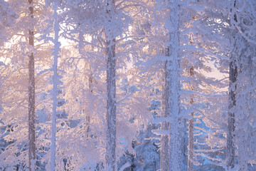 frost and snow covered trees in taiga aka boreal forest at winter in Finland