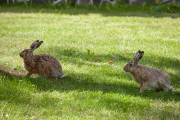 Wild rabbit on grass