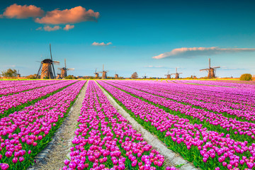 Colorful pink tulip fields and traditional dutch windmills, Kinderdijk, Netherlands