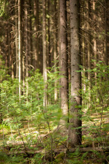 Coniferous forest at summer day