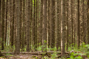Coniferous forest at summer day