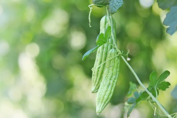 Bitter melon hung on the vine in the garden with blurred background.
