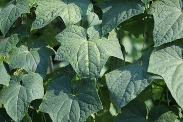 Fototapeta premium Green leaves of cucumber for background