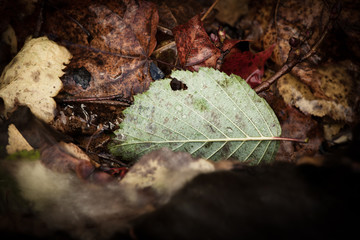 Close-up of autumn leaf on ground