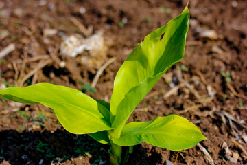 Green Banana field 