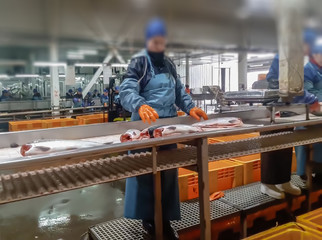 Blur, bokeh, background, abstract, image for background. Cutting the salmon on the production line in the fish processing plant