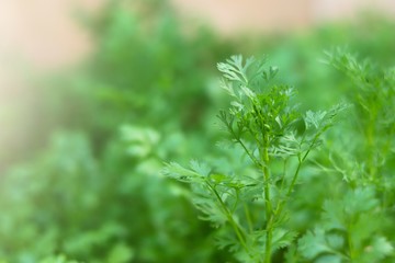 Fresh leaf green coriander in a garden with blurred background