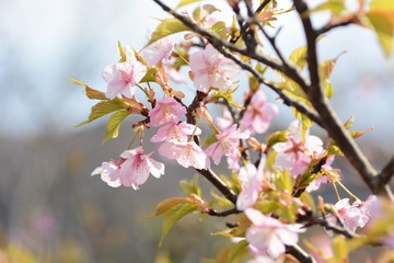 Cherry blossoms are in full bloom.