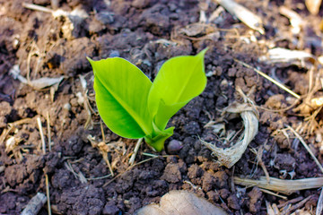 Green Banana field 