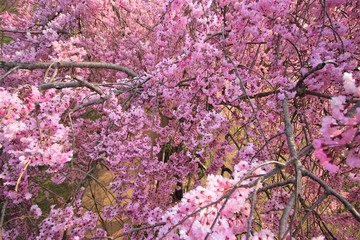 Fully bloomed Cherry blossoms at Hitachi Fuudokino-oka, in Japan