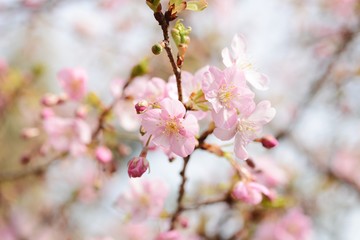 Cherry blossoms are in full bloom.