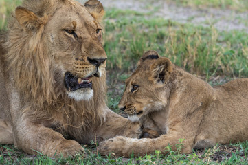 Obraz premium The Savuti Marsh Pride lions roam in the Chobe National Park Botswana.