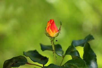 Dual color rose with yellow to red petals starting to open surrounded with thick dark green leaves and small bunch of ants on warm summer day