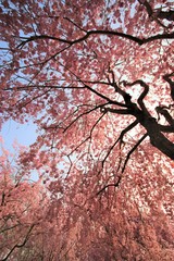 Fully bloomed Cherry blossoms at Hitachi Fuudokino-oka, in Japan
