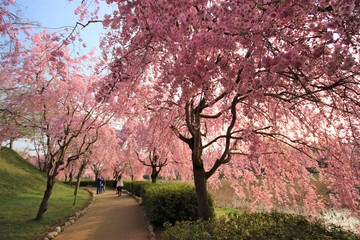 Fully bloomed Cherry blossoms at Hitachi Fuudokino-oka, in Japan